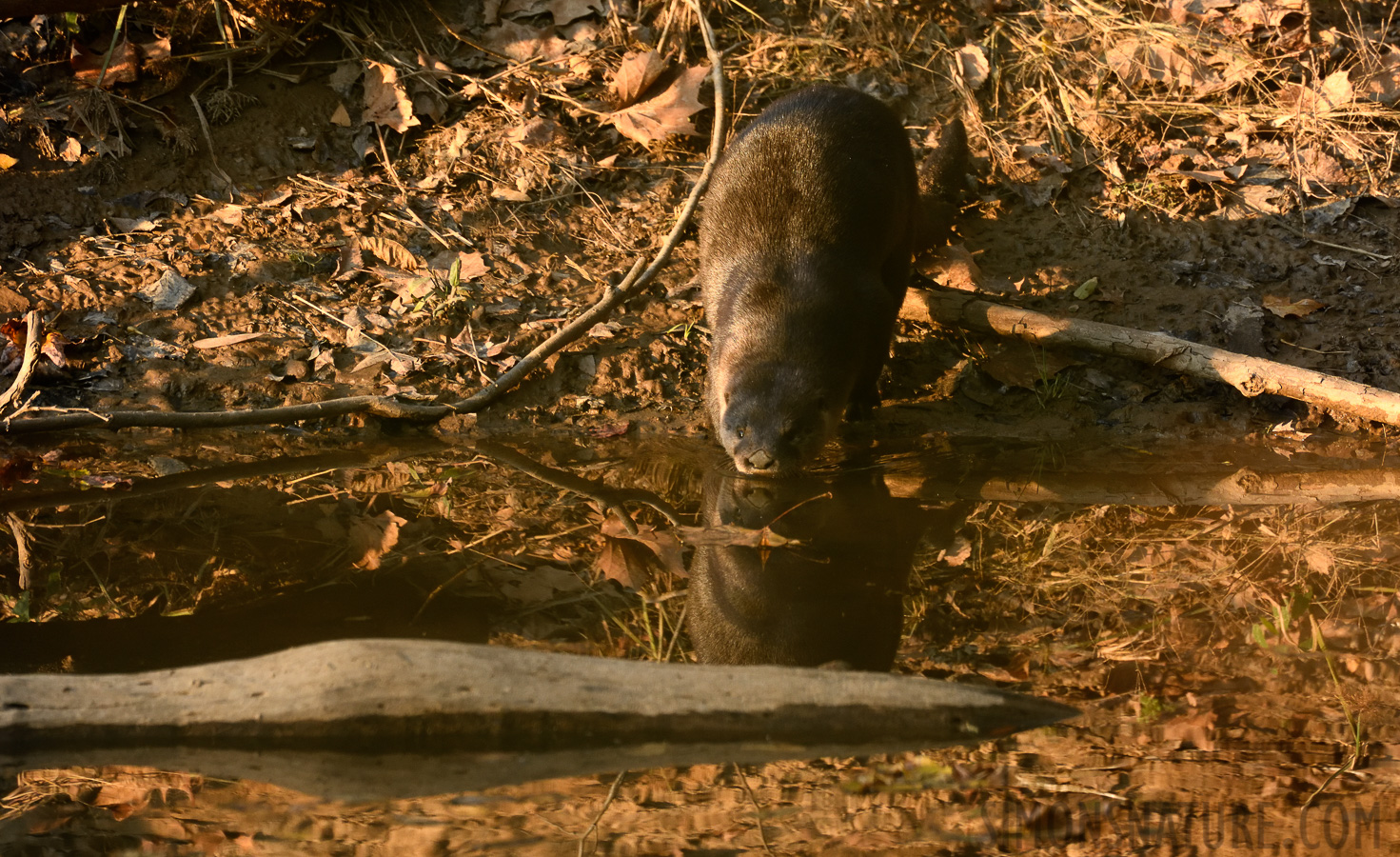 Lontra canadensis lataxina [400 mm, 1/400 sec at f / 7.1, ISO 1600]